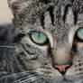 When I look into your green eyes...