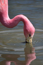 Pretty Flamingo...