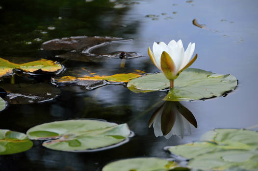 The pond sits in silence...