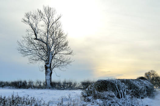 Just silence and snow...