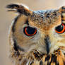 It's all in the eyes...