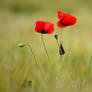 Tall poppies...