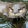 The otter I'm told...