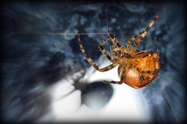 Halloween spider.... by cricketumpire