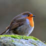 Robin singing merrily...