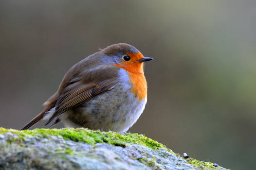 Robin singing merrily...