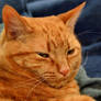 A dreamy purr...
