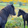 The purest love...