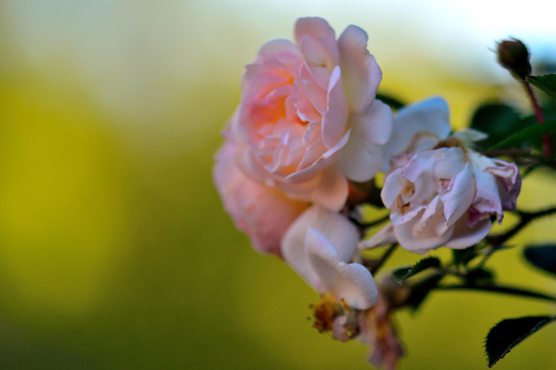 Have A Good Evening By Cricketumpire On DeviantArt have-a-good-evening-by-cricketumpire-on-deviantart