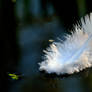 A lone white feather...