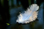 A lone white feather... by cricketumpire