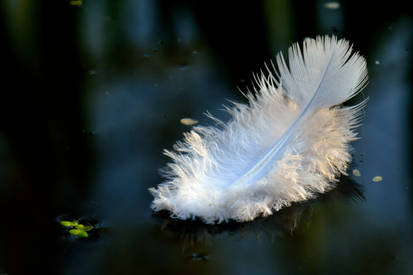 A lone white feather...
