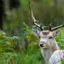 Deer are magical...