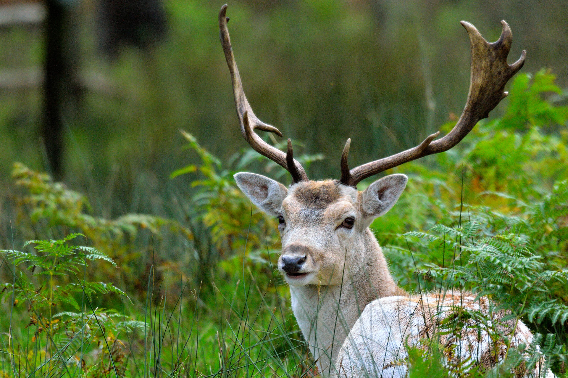 Deer are magical...