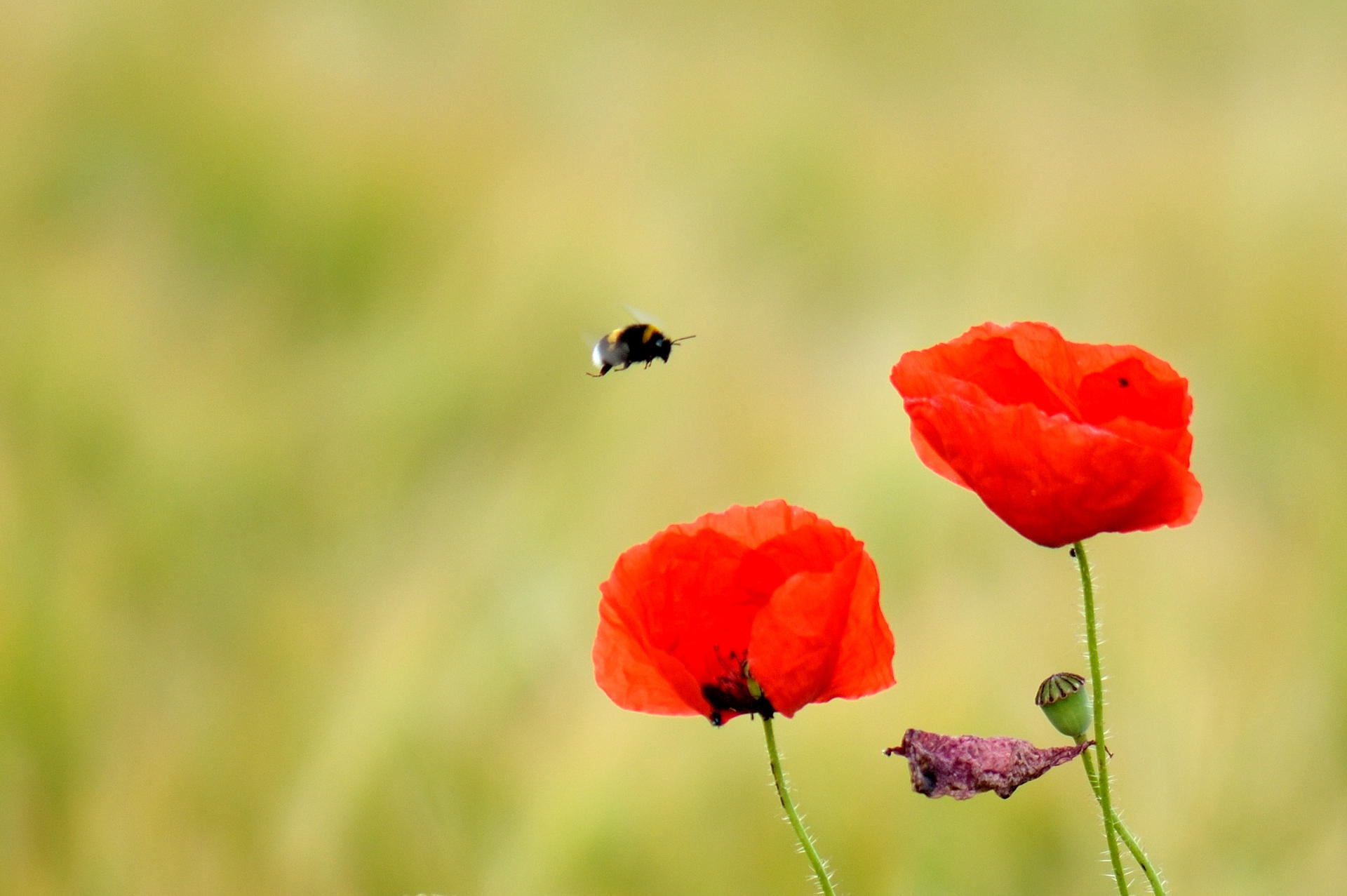 The fountain of life... by cricketumpire on DeviantArt