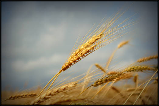 Upon the fields of barley...