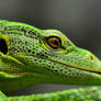 The cuteness of a lizard...