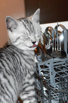 Who needs a dishwasher...