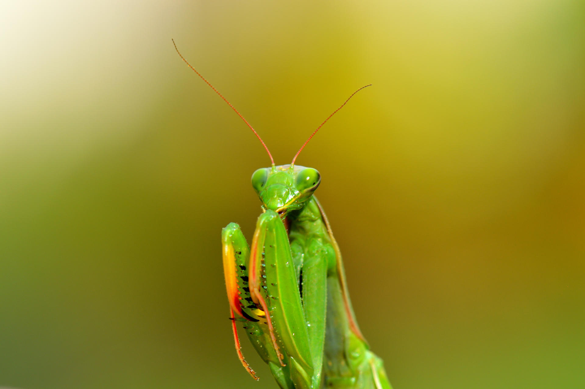 The mantis's hug... by cricketumpire on DeviantArt