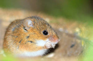 The mouse laughs...