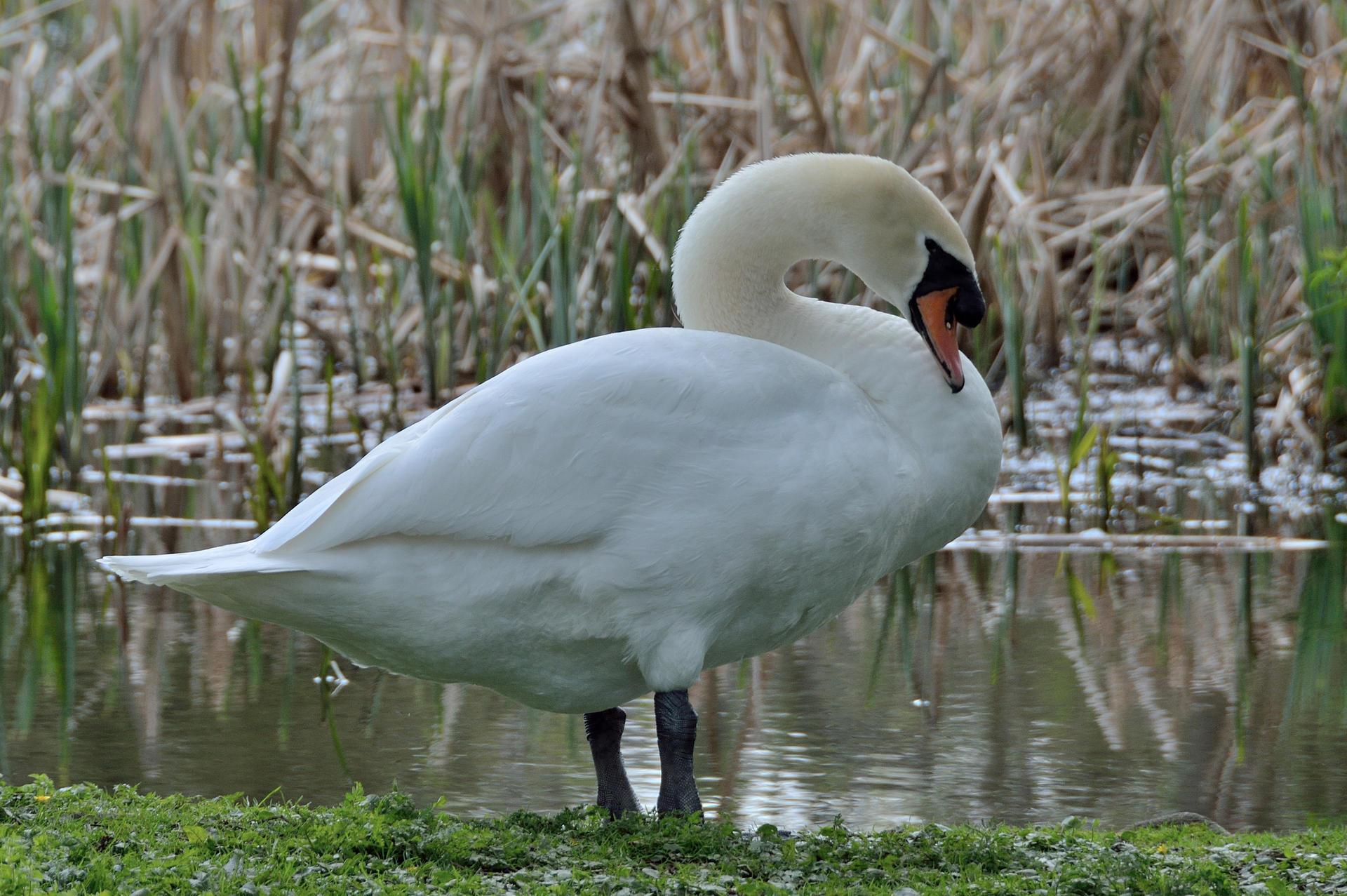 Swans are majestic...