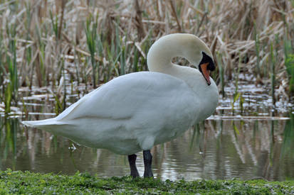 Swans are majestic...