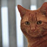 Cats have enormous patience...