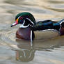 It quacks...