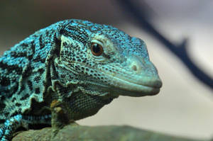 Here be dragons...