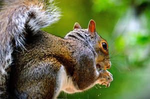 Stuffing his face...