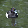 If it looks like a duck...
