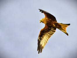 Graceful in its flight...