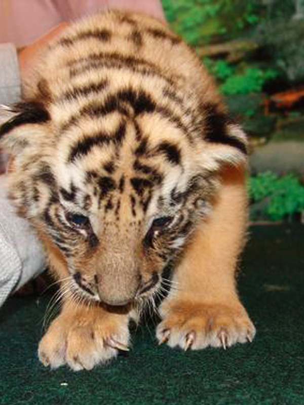 baby tiger