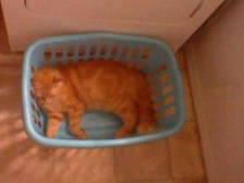 Basket Cat