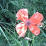 Last Poppy