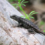 Mystery Lizard from Barton Creek