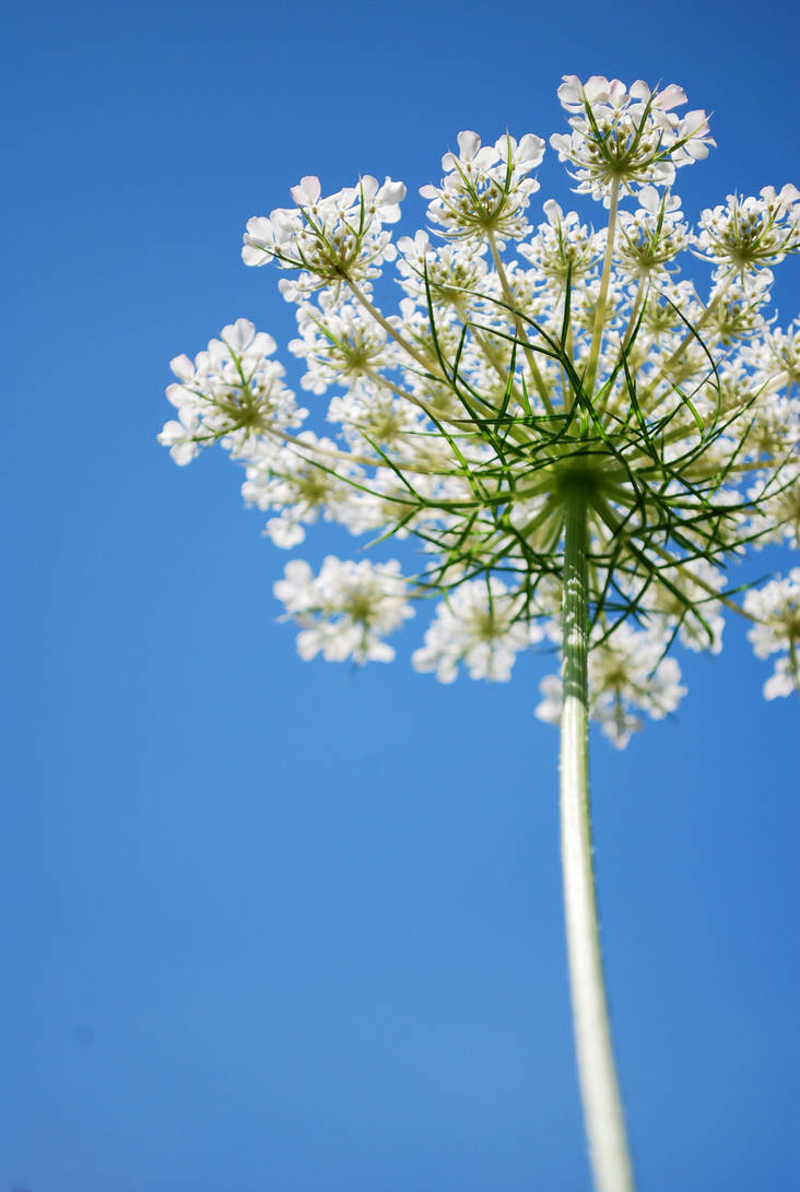 Queen Anne's Lace