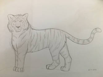 Quick tiger drawing