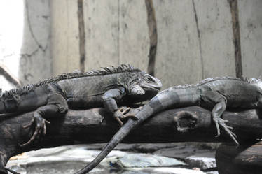 Iguana - Manila Zoo