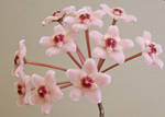Pink Hoya Flowers by michellephant77