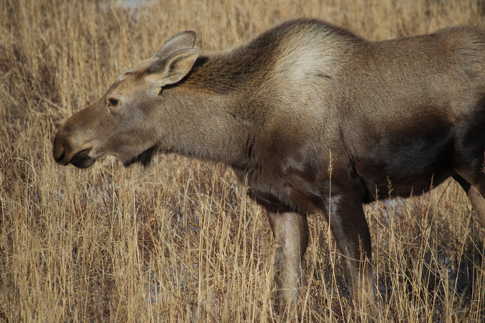 Moose at the marsh