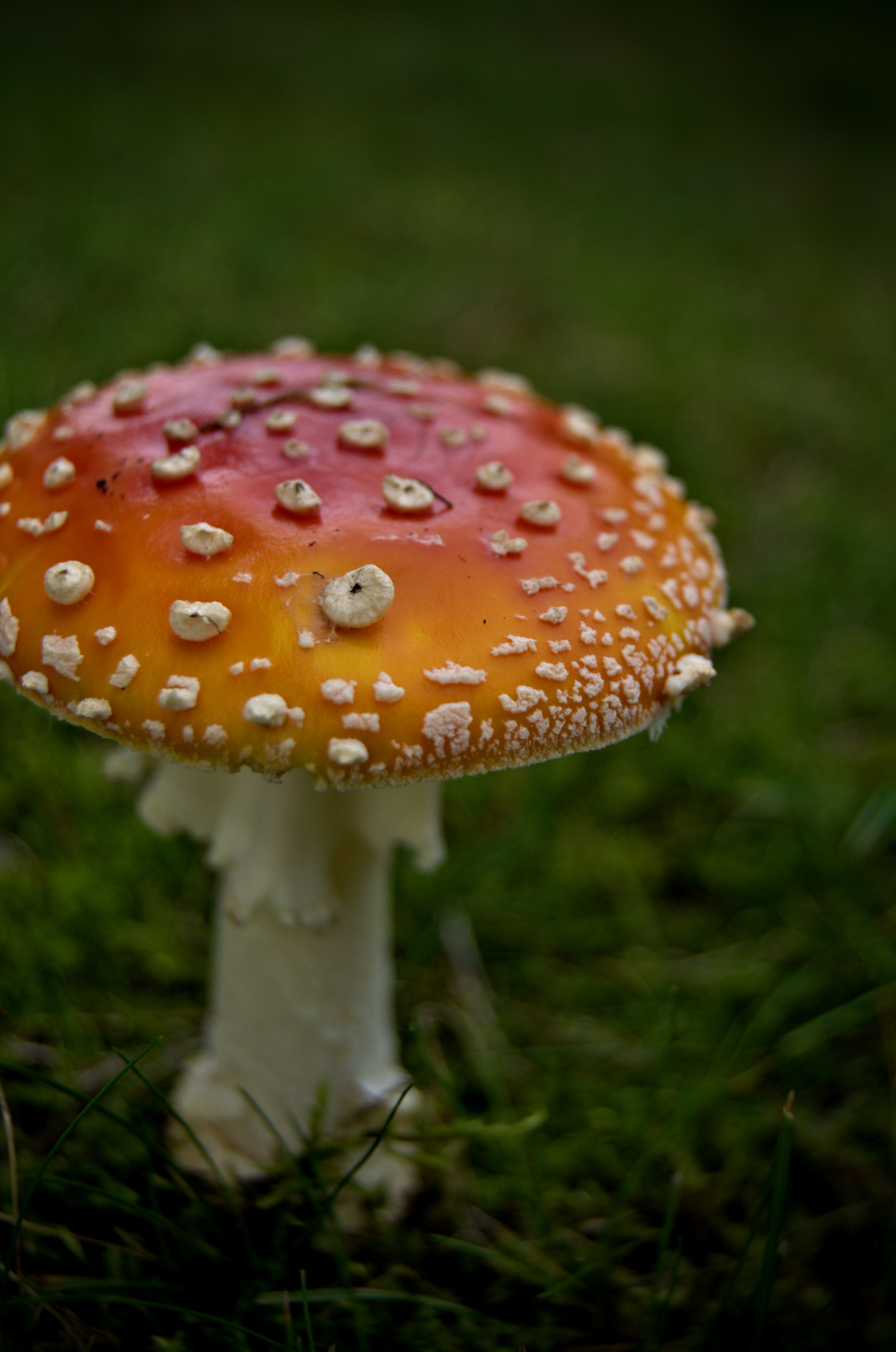 Magic Mushroom