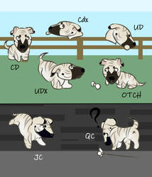 Esme's Obedience and Lure Coursing Titles