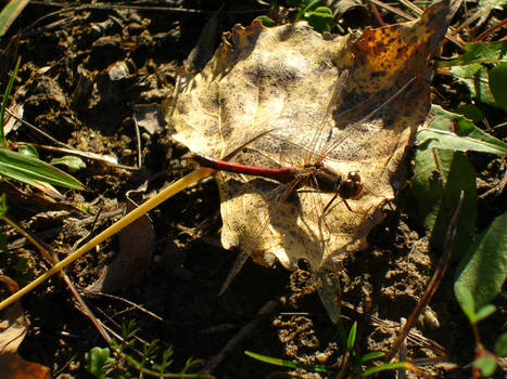 Autumn Dragon