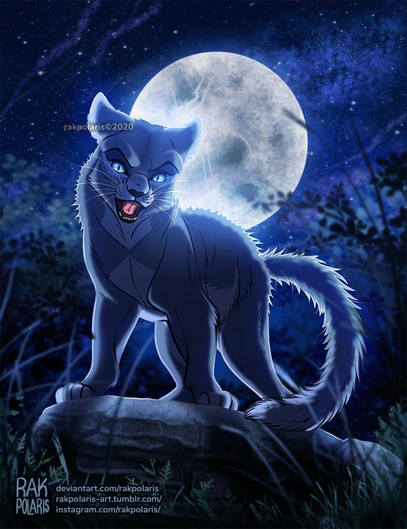 Warriors: Bluestar by JazzTheTiger on DeviantArt