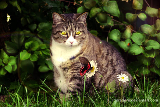 Circus Cat