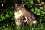 Circus Cat by doredore