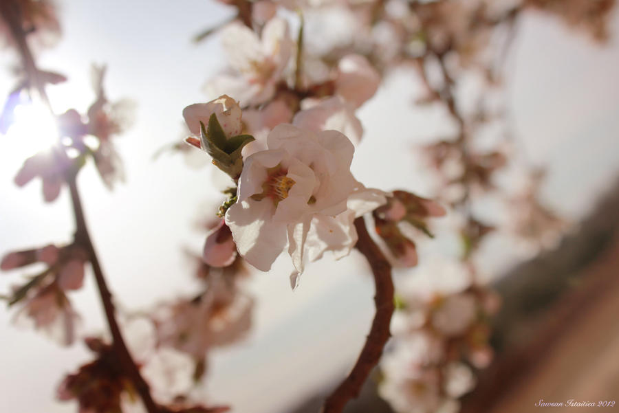 Almond blossom