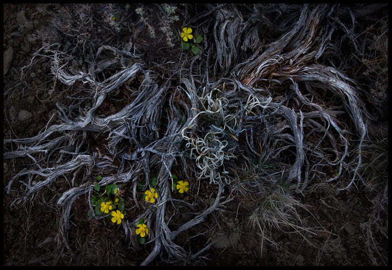 New Life by MarcAdamus