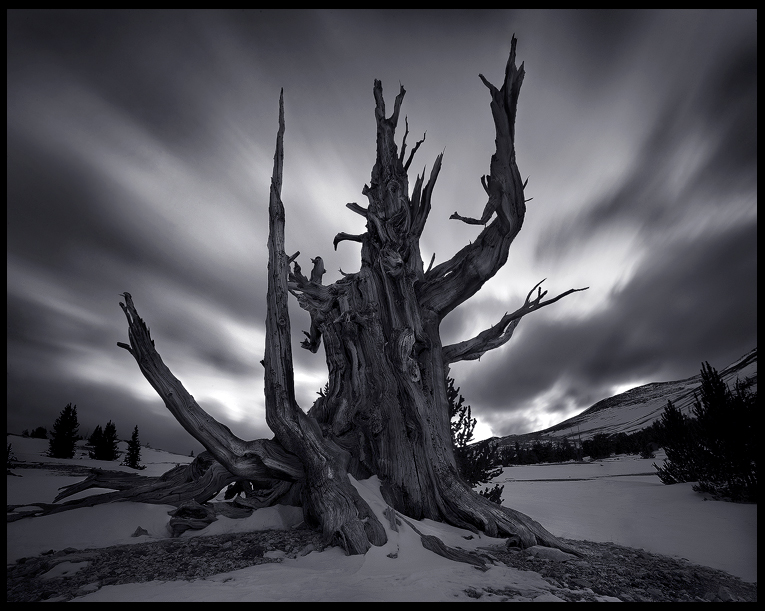 The Tree God